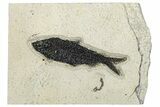 Detailed Fossil Fish (Knightia) - Wyoming #292371-1